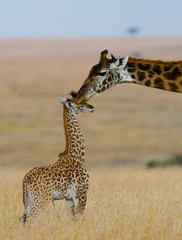 Female giraffe with a baby in the savannah. Kenya. Tanzania. East Africa. An excellent illustration.