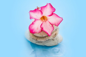 water drop on Desert Rose(Impala Lily, Mock Azalea) on the rock
