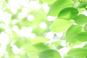 Fototapeta na wymiar 新緑の葉