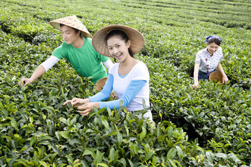 Three Young People Picking Tea