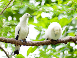 Bird pied imperial pigeon.