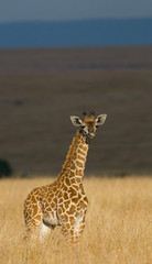 Baby giraffe in the savannah. Kenya. Tanzania. East Africa. An excellent illustration.