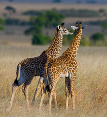 Two baby giraffes in savanna. Kenya. Tanzania. East Africa. An excellent illustration.