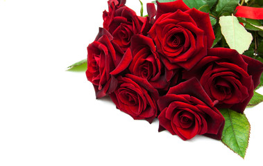 Fresh Red roses