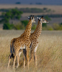 Two baby giraffes in savanna. Kenya. Tanzania. East Africa. An excellent illustration.