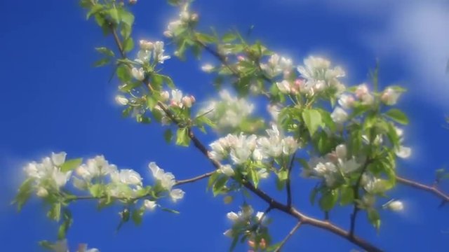 Fantasy pear branch with pink and white blossom and green leaves, trembling on blue sky background in misty fairy tale style for dreamlike mood. Adorable view of romantic nature in amazing full HD.
