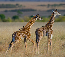 Naklejka na ściany i meble Two baby giraffes in savanna. Kenya. Tanzania. East Africa. An excellent illustration.