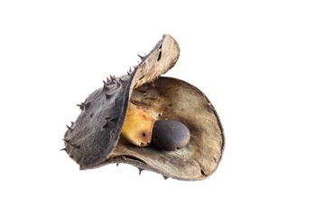 Seed of sindora siamensis teijsm(LEGUMINOSAE-CAESALPINIOIDEAE) T