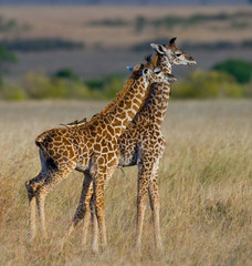 Two baby giraffes in savanna. Kenya. Tanzania. East Africa. An excellent illustration.