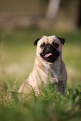Mops