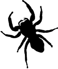 spider 