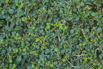Shrub
