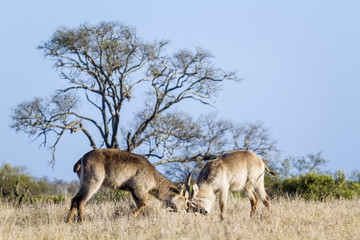 Naklejka na ściany i meble Waterbuck in Kruger National park