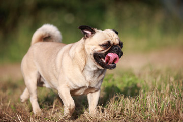 Mops