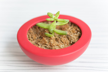 赤いお椀型の鉢に多肉植物