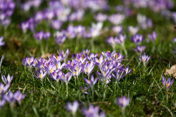 Krokus