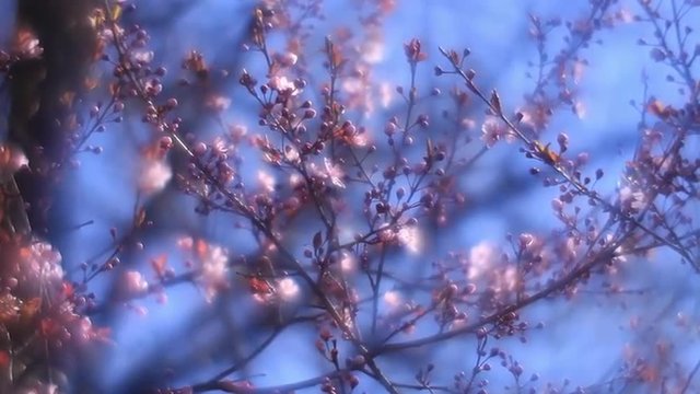 Fantasy sunlit plum twigs with pink blossom, waving on blue foggy background in fairy tale style for dreamlike mood. Adorable view of lyric sakura in amazing full HD clip.