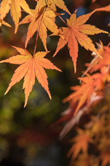 Maple tree in autumn