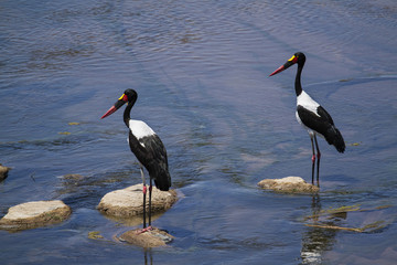Saddle-billed stork in Kruger National park