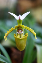 Fototapeta premium Paphiopedilum orchid species