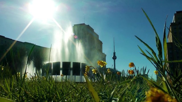 daffodils moving slightly in the wind on a sunny day in spring, berlin and tv tower
