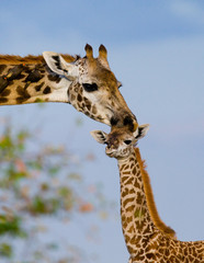 Female giraffe with a baby in the savannah. Kenya. Tanzania. East Africa. An excellent illustration.