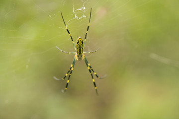 Spider