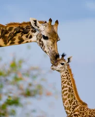 Rolgordijnen Giraf Female giraffe with a baby in the savannah. Kenya. Tanzania. East Africa. An excellent illustration.