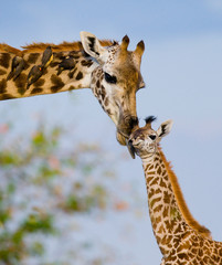 Weibliche Giraffe mit einem Baby in der Savanne. Kenia. Tansania. Ostafrika. Eine hervorragende Illustration.