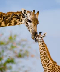 Fototapete Giraffe Weibliche Giraffe mit einem Baby in der Savanne. Kenia. Tansania. Ostafrika. Eine hervorragende Illustration.