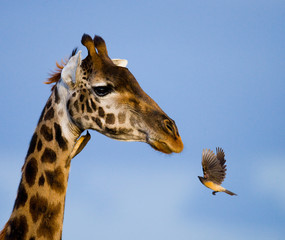 Giraffe with bird. A rare photograph. Kenya. Tanzania. East Africa. An excellent illustration.