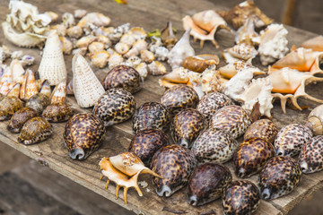 Many Seashells conch in a market