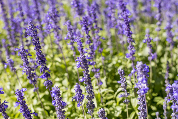 Purple flowers