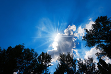 Silhouette of Trees on Blue Sky with Clouds / Black silhouette of trees with leaves on blue sky with clouds and sun rays