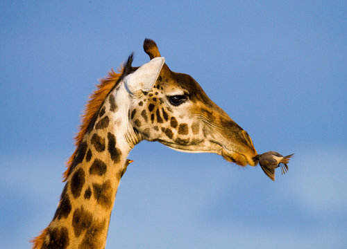 Giraffe with bird. A rare photograph. Kenya. Tanzania. East Africa. An excellent illustration.