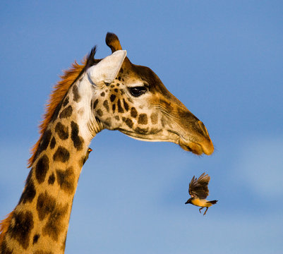 Giraffe with bird. A rare photograph. Kenya. Tanzania. East Africa. An excellent illustration.