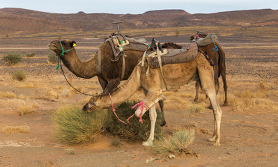 Fototapeta premium Camels eating the grass in Sahara desert, Morocco