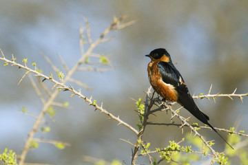 Rufous-chested Swallow in Kruger National park