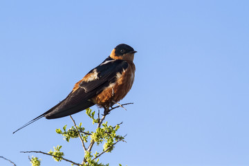 Rufous-chested Swallow in Kruger National park