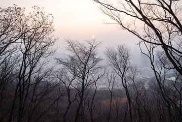 Trees with Seoul city in the background