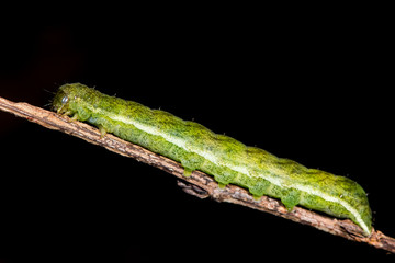 Angle shades (Phlogophora meticulosa) moth caterpillar. A mature caterpillar in the family Noctuidae, active in winter
