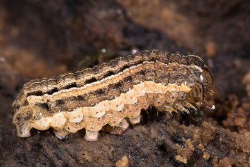 Square-spot rustic moth (Xestia xanthographa) caterpillar. Identical to the six-striped rustic caterpillar (Xestia sexstrigata) in the family Noctuidae
