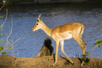 Impala in Kruger National park