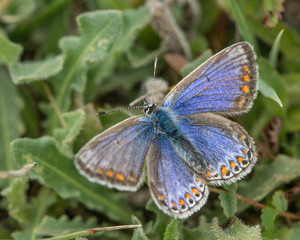 Common blue butterfly (Polyommatus icarus) female. An unusually blue female in the family Lycaenidae, with upperside of wings visible
