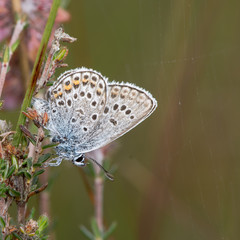 Silver-studded blue (Plebejus argus) butterfly with underside visible. A butterfly in the family Lycaenidae, with underside of wings visible
