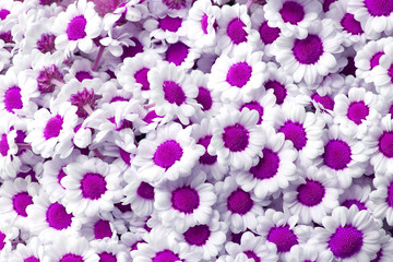 purple chrysanthemum santini flowers