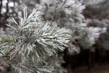 Natural winter landscape. Fir tree branch covered up in frost.