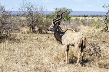 Greater kudu in Kruger National park