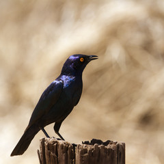 Burchell s Glossy-Starling in Kruger National park