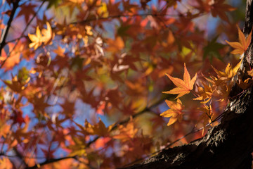 Maple tree in autumn
